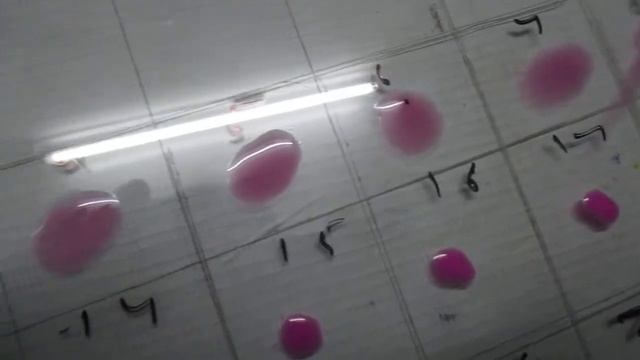 Positive RBPT reactionshown by Brucella positive serum with standard antigen смотреть онлайн