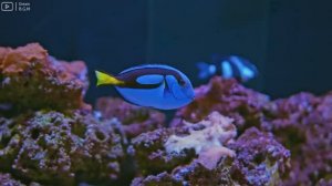 Aquarium 4K VideoUltra HDCharming Fish of the Coral Reef Ecosystem   Relaxing Meditation Music