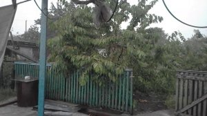 Молния ударила в дерево!!!