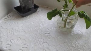 черенкование баклажанов и томатов