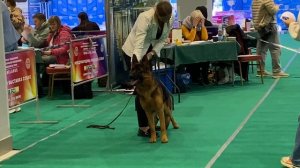 Международная выставка CACIB Минск 23.11.2024 г