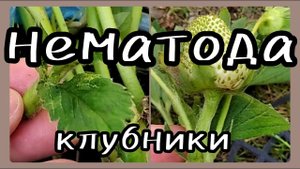 НЕМАТОДА на клубнике 🍓Методы борьбы и профилактики.