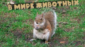 Обитатели парка Сент-Джеймс