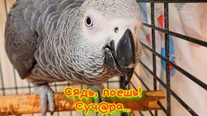 ЗАТКНИ УШИ!!! Джокер попугай РУГАЕТСЯ МАТОМ и песни поёт!