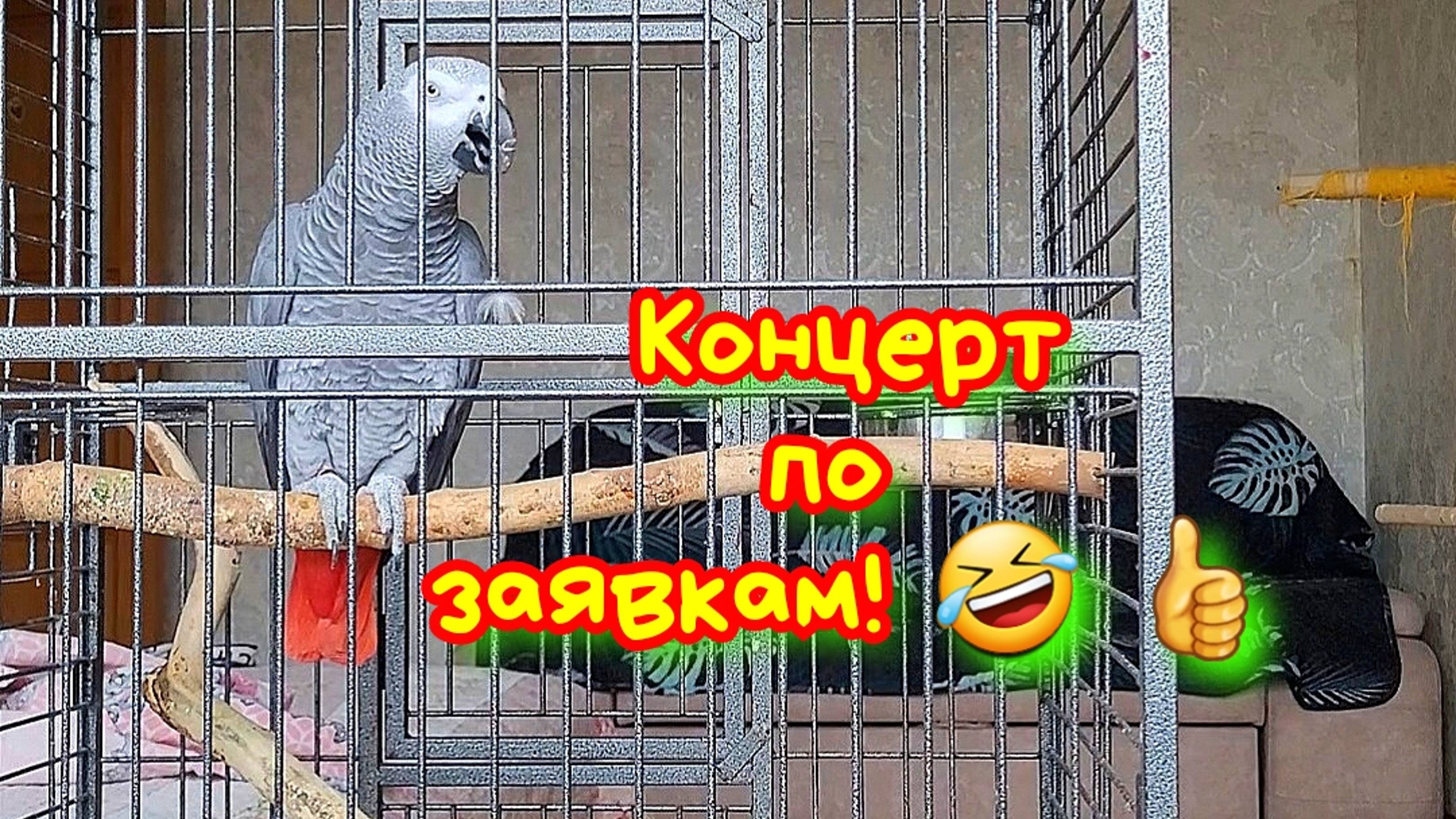 НА БИС! Говорящий попугай ДЖОКЕР КРУЧЕ ВСЕХ СПЕЛ "Тёмная Ночь"