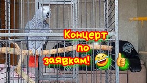 НА БИС! Говорящий попугай ДЖОКЕР КРУЧЕ ВСЕХ СПЕЛ "Тёмная Ночь"