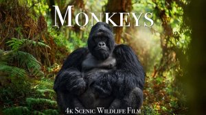 Monkeys & Primates 4K - Scenic Wildlife Film With Calming Music