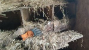 Курятник изнутри 🐔 Что, как и почему? Кошечка Лапа не даст соврать☝