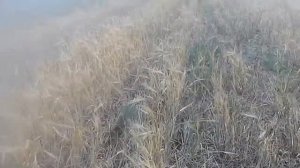 Уборка (Енисей-1200) ярового ячменя "Гелиос" посеянный по стерне СЗшкой.