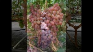 ВИНОГРАД КИШМИШ ЛУЧИСТЫЙ