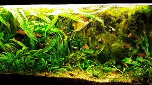 Relax. Аквариум 200 л. Мешанка. Травник (попытка).