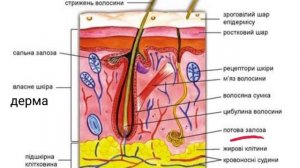 Будова шкіри.Біологія 8 клас.