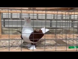 Голуби Кубани 🕊️🤍 Краснодарские бойные бокатые