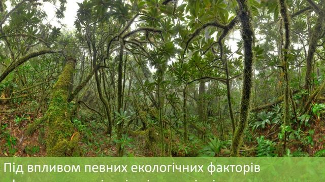 Екологія рослин . Екологія. Екосистема. Рослини . (Прирдознавство)