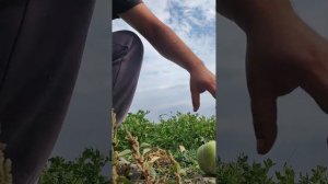 Новый таиландский гибрид дыня яблока (2023)