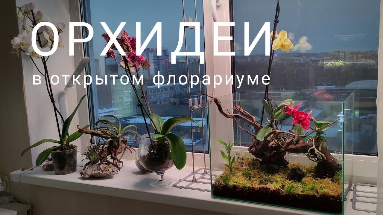 Открытый флорариум для орхидей. Запуск. #орхидеи #флорариум #растения #цветыдома