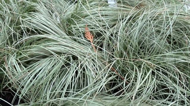 Carex comans var. Amazon Mist čes. ostřice chocholatá смотреть онлайн