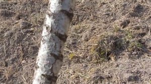 Омолодження Персика способом "Карбовка"