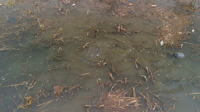 время нереста смотреть онлайн