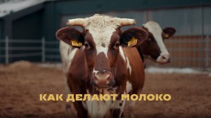 Как делают Молоко | Документальный фильм #молоко #ферма #экскурсия