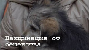 В Краснодонском районе проводят вакцинацию от бешенства