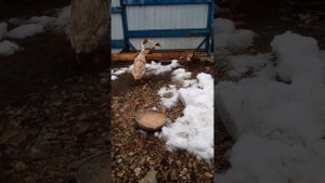 Утка индийский бегунок "Арлекин"