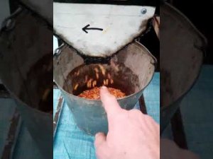 сортировка зерна 2