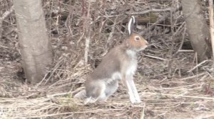 Природа в мае. Весенние мотивы.