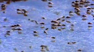 Дикий Мир Будущего часть1