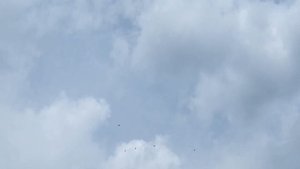 г.Богучар. Голуби Цокало.С.Ф. Молодёжь.