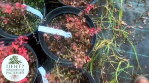 Реалити-шоу «Будни начинающего питомниковода» – Работа питомника изнутри. Часть 19.