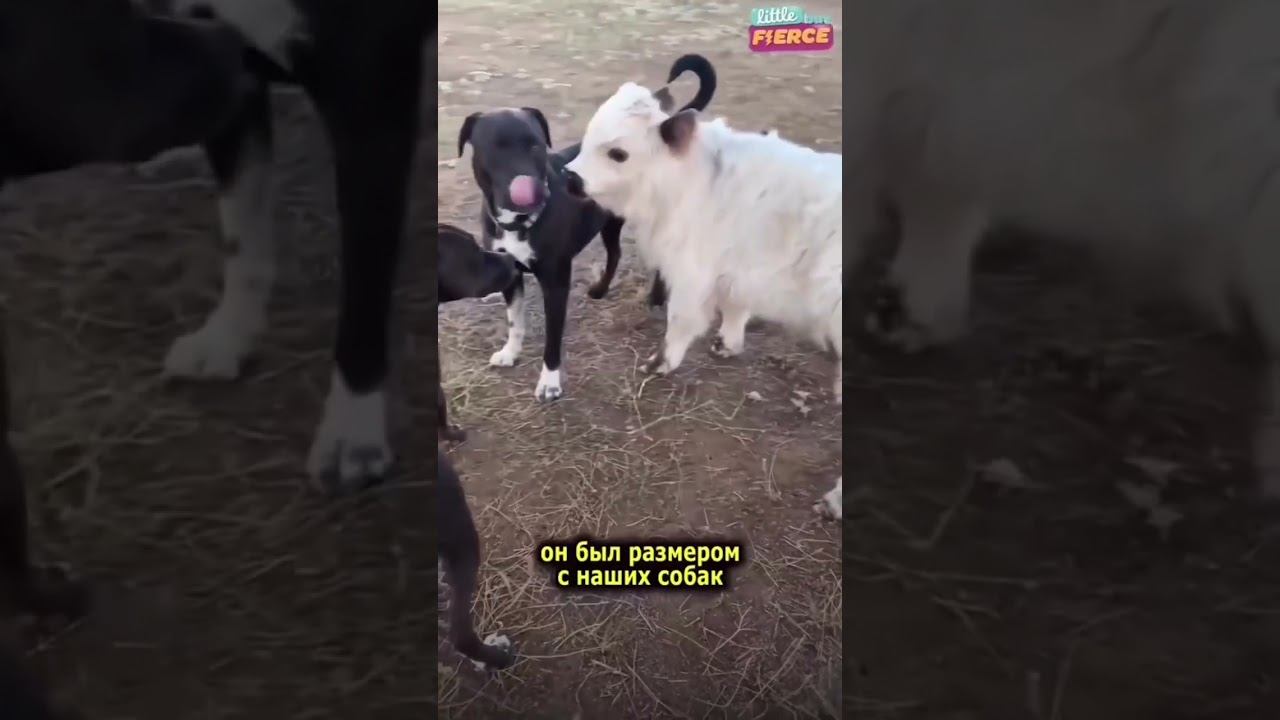 бычек Мелло который думает что он собака. смешная история и милая. mello bull who thinks he's a dog смотреть онлайн