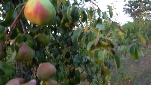 Груша НИКОЛАЙ КРЮГЕР (КРИЕР)