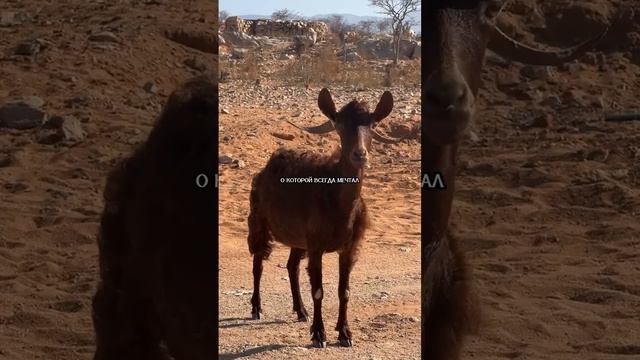 Райский остров Сокотра♥️