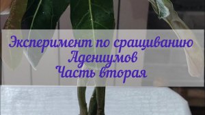Эксперимент по сращиванию Адениумов/Часть вторая