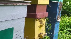 Борьба с шершнем на пасеке