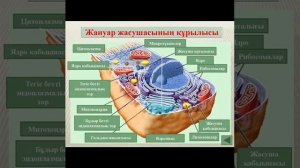 Жасуша құрылысы.Биология.