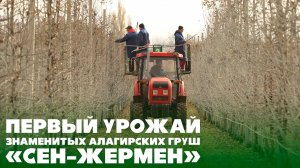 Первый урожай знаменитых алагирских груш «Сен-жермен».