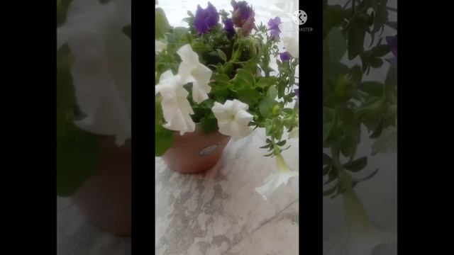 petunia plant care | petunia | petunia flower growing season | petunia flower care