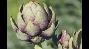 Инсулинорезистентность, Холестерин, Хлоргеновая кислота, Артишок