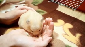 Сирийский хомяк