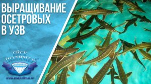 Выращивание осетровых в УЗВ