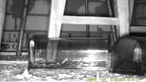 Мышеловка 2 кота-макси, гуманная ловушка.