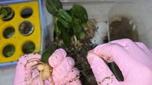 Результаты укоренения замиокулькаса через 3 месяца, вариегатная посадка, фитильный полив