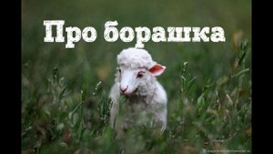 Сказка про барашка