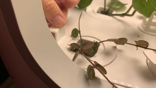 Hydroponic Growing System Update | Greenjoy Hydroponics System