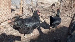 кора Шахзода товуклар олами жерсий гигант питухи упора товуклар (2)