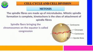 Mitosis Division with Stages for NEET II by Sekhar's Bio Factory