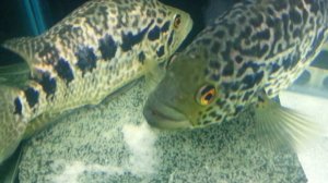 Нерест манагуанских цихлазом (parachromis managuensis). Jaguar cichlid spawning. (14.08.2016)