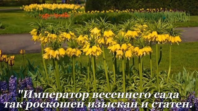 Император весеннего сада  #цветочнаякомпозиция